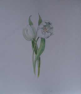 Twee witte tulpen 