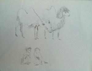 Studie naar kamelen en aapjes