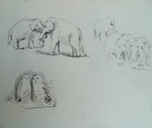 Studies naar olifanten en uilen