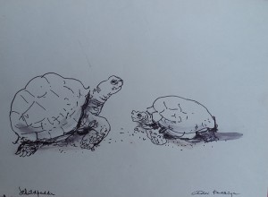 Twee schildpadden
