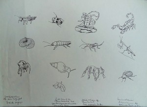 Studies naar insecten