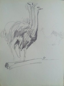 Struisvogels (studie)