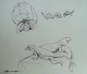 Leguanen en schildpadden