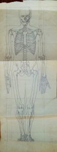 Skelet, anatomie en proportie  