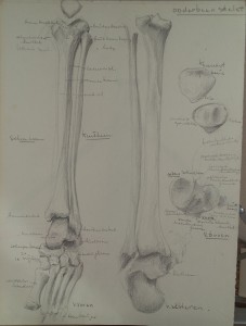 Onderbeen (skelet)