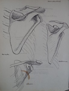 Schouderblad